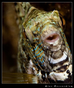 Rabitfish closeup ( Nightdive ). CANON 40D with Ike housi... by Rico Besserdich 